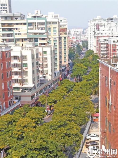 泉州市区常用绿化植物400多种 构成城市绿肺